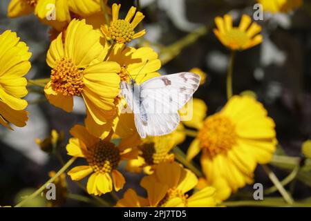 Female checkered white or Pontia protodice feeding on a brittle brush flower at the Riparian Water Ranch in Arizona. Stock Photo