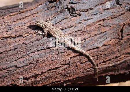 Ornate tree lizard or Urosaurus ornatus standing on a mesquite tree at the Riparian water ranch in Arizona. Stock Photo