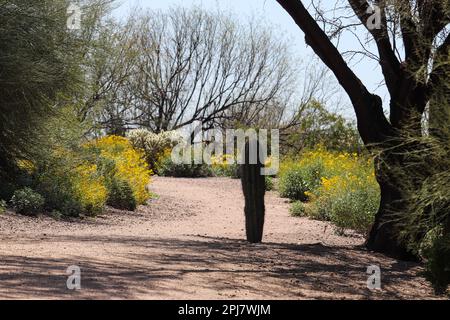 Young saguaro cactus growing on a trail at the Veteran's Oasis Park surrounded by brittlebush. Stock Photo