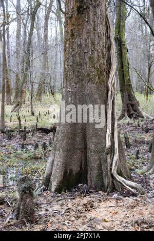 Cypress trees and their knees rising to create a thick forest in the swamp along the Boardwalk Trail. Congaree National Park, South Carolina Stock Photo