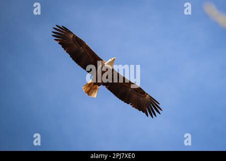 Bald eagle or Haliaeetus leucocephalus soaring above Green Valley Park in Payson, Arizona. Stock Photo