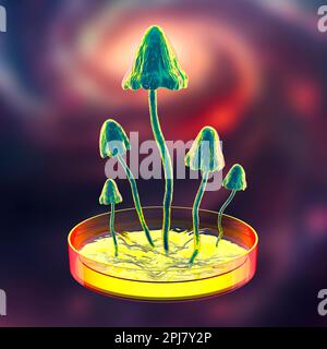 Mushrooms growing in laboratory, conceptual illustration Stock Photo