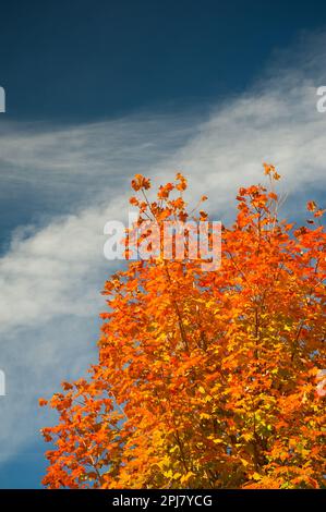 Bright orange sugar maple against the deep blue sky Stock Photo