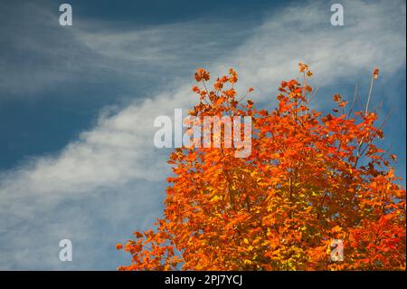 Bright orange sugar maple against the deep blue sky Stock Photo