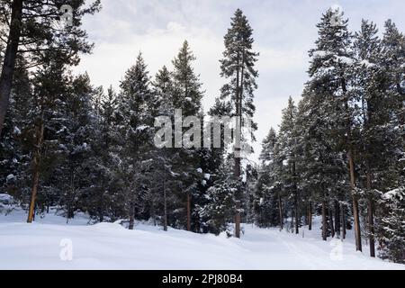 Winter recreation trails winding through a thick forest below sunset along the Moose-Wilson Road. Grand Teton National Park, Wyoming Stock Photo