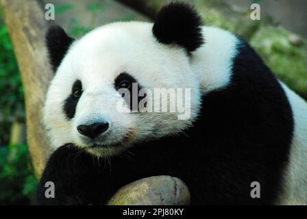 A solemn panda bear rests his head on his arms upon a rock Stock Photo