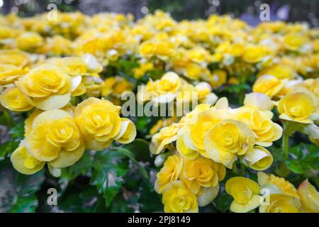 Yellow Begonia flowers blooming in the garden. Scientific name is Begonia obliqua Stock Photo