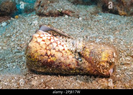 Marbled cone shell, Conus marmoreus, eating an imperial cone, Conus imperialis, Hawaii. Stock Photo