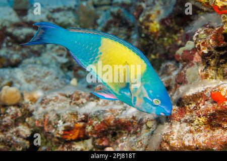 Between the initial or juvenile phase and the terminal or final phase of a palenose parrotfish, Scarus psittacus, it temporarily has a yellow patch on Stock Photo