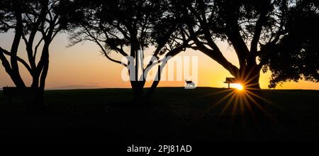 Silhouette image of a dog walking among Pohutukawa trees at sunrise, sun starburst shining through tree trunks. Milford beach. Auckland. Stock Photo
