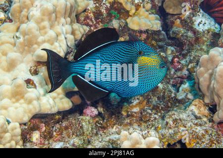 Black triggerfish, Melichthys niger, are often found in large schools over reef areas.  They are also known as black durgon, Hawaii. This individual i Stock Photo
