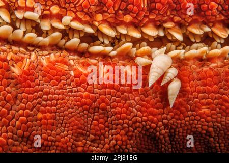 Five parasitic snails in the Eulimidae family are attached to the convoluted underside of a knobby seastar, Pentaceraster cumingi, also known as a Pan Stock Photo