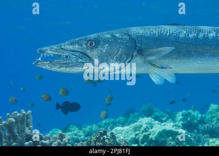 Great barracuda, Sphyraena barracuda, can reach as much as six feet in length. This individual is being cleaned by endemic Hawaiian cleaner wrasse, La Stock Photo