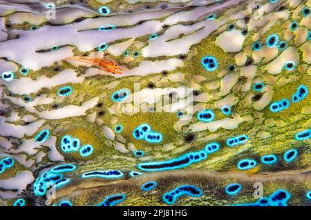 Coral goby, Bryaninops loki, on a giant clam mantle, Tridacna gigas, Indonesia, Pacific. Stock Photo