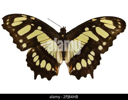 Malachite Butterfly, Siproeta stelenes, pinned specimen isolated on white background Stock Photo