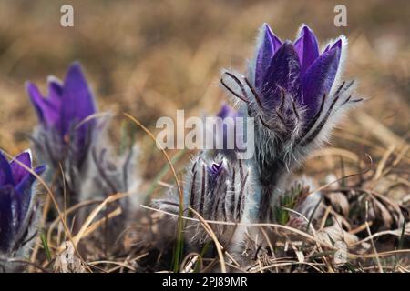 Pulsatilla halleri or pulsatilla taurica flowers in spring at Crimea Stock Photo