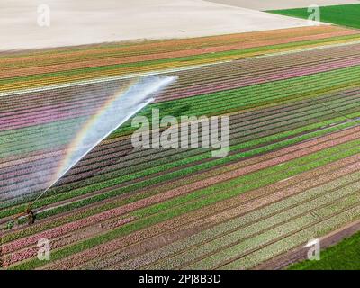 Aerial drone photo of tulip fields in The Netherlands during Spring ...