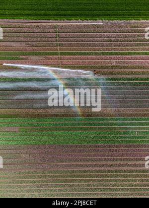 Aerial photo of colorful tulip fields in Holland Stock Photo - Alamy