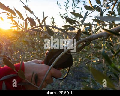 Woman's hand with electric scissors pruning olives tree. Agriculture concept. Stock Photo