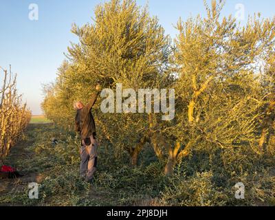 Older man pruning an olive tree plantation with electric scissors at sunset. Agriculture concept. Stock Photo