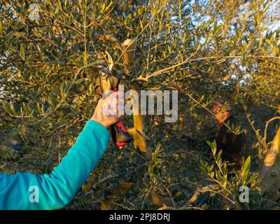 Arm of a woman with an electric pruner, pruning an olive tree. Agriculture concept. Stock Photo