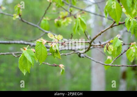A branch of an Elm (Ulmus glabra) tree with seeds and young leaves in spring, Stock Photo