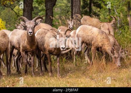 Bighorn sheep in Custer State Park, Black Hills, South Dakota, United States of America Stock Photo