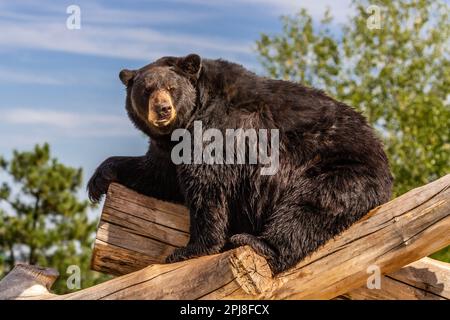 Black bear of Black Hills National Forest, South Dakota, United States of America Stock Photo