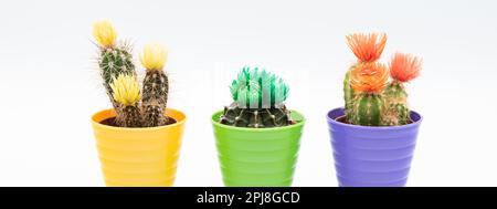 Banner header horizontal. Three small cactus plants with colorful flower in colorful pot isolated over white background with copy space. Stock Photo