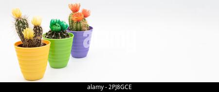 Banner header horizontal. Three small cactus plants with colorful flower in colorful pot isolated over white background with copy space. Stock Photo