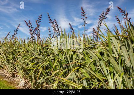 New Zealand native flax, or Phormium, in full flower. Stock Photo