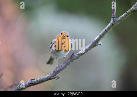 European Robin (Erithacus rubecula) faces the camera, perched on a branch - Yorkshire, UK (March 2022) Stock Photo