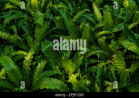 Close up of green fern leaves in the garden, stock photo. Natural background and texture. Stock Photo