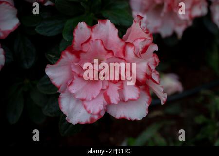 Azalea is a genus of flowering plants in the Rhododendron family. Stock Photo