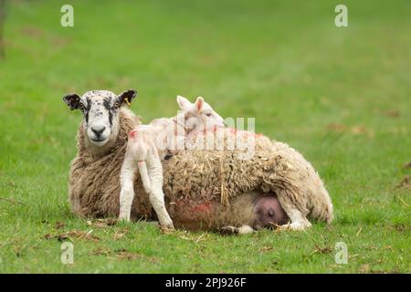 Lamb snuggling up to her mum in cold, rainy weather and snuggling on her mum's back.  Concept: Signs of Springtime.  Clean green background.  Copy spa Stock Photo