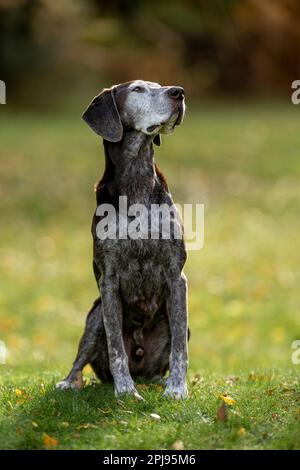 Portrait of a German Shorthaired Pointer Dog Stock Photo