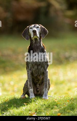 Portrait of a German Shorthaired Pointer Dog Stock Photo