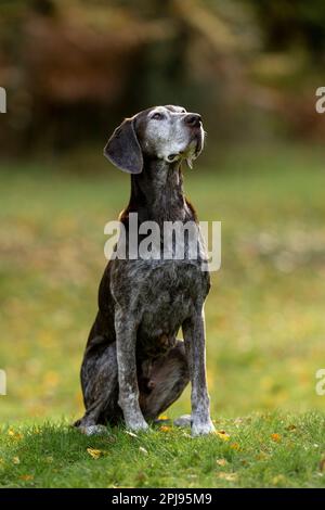 Portrait of a German Shorthaired Pointer Dog Stock Photo