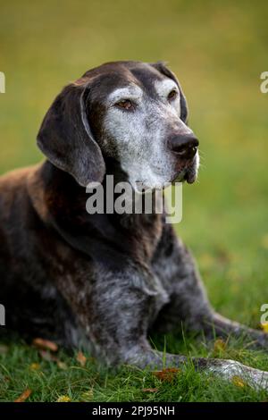 Portrait of a German Shorthaired Pointer Dog Stock Photo