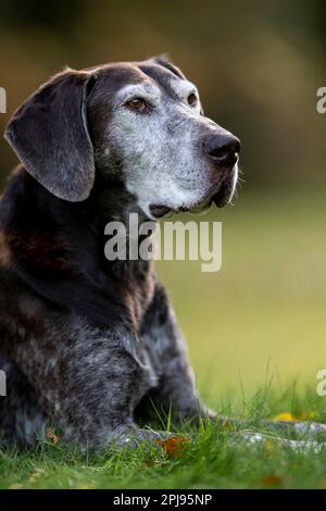 Portrait of a German Shorthaired Pointer Dog Stock Photo
