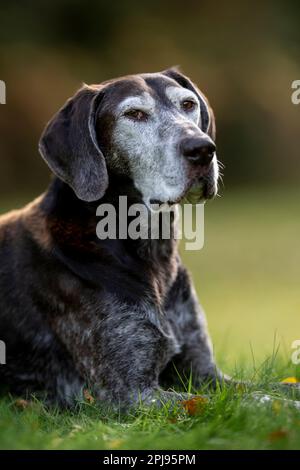 Portrait of a German Shorthaired Pointer Dog Stock Photo