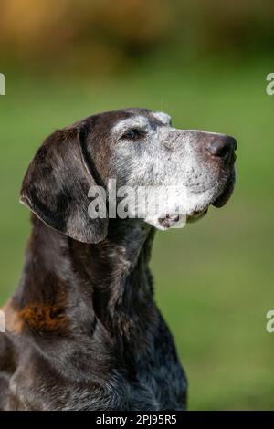 Portrait of a German Shorthaired Pointer Dog Stock Photo