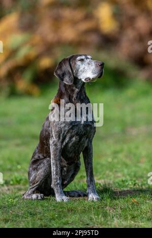 Portrait of a German Shorthaired Pointer Dog Stock Photo