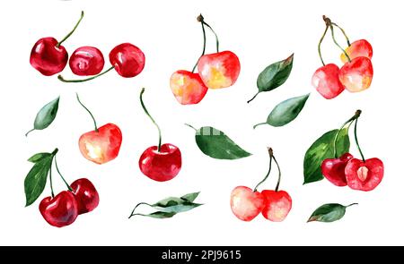 Collection of cherry leaves. Realistic botanical watercolor illustration. All sweet, sour, ripe, juicy set. Isolated clipart, hand painted. Fresh exot Stock Photo