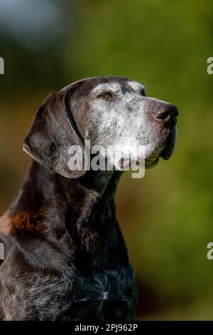 Portrait of a German Shorthaired Pointer Dog Stock Photo