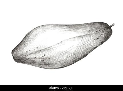 Drawing Papaya Fruits Isolated White Background Stock Illustration  2084879332 | Shutterstock