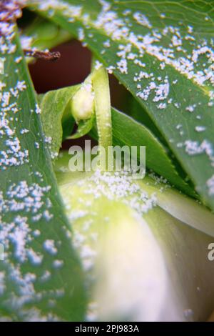 Christmas flower (Helleborus) are depicted in close-up. This unusual flower blooms in winter Stock Photo