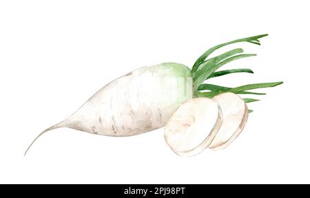 Daikon radish. Watercolor hand drawn illustration, isolated on white background Stock Photo