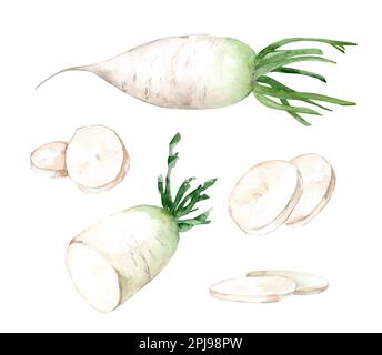 Daikon Radish. Watercolor set of hand drawn illustrations isolated on white background. Stock Photo