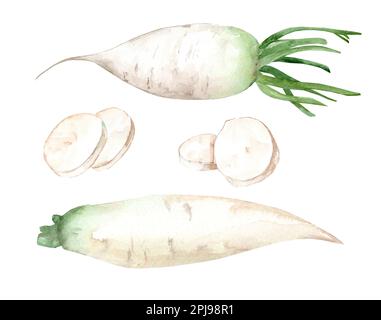 Daikon Radish. Watercolor set of hand drawn illustrations isolated on white background. Stock Photo